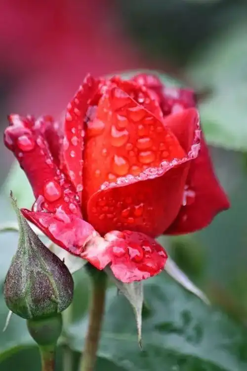 女人花38靓丽女人节送你最美的祝福