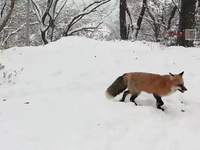 武汉惊现雪山飞狐还有这波雪景也太美了吧