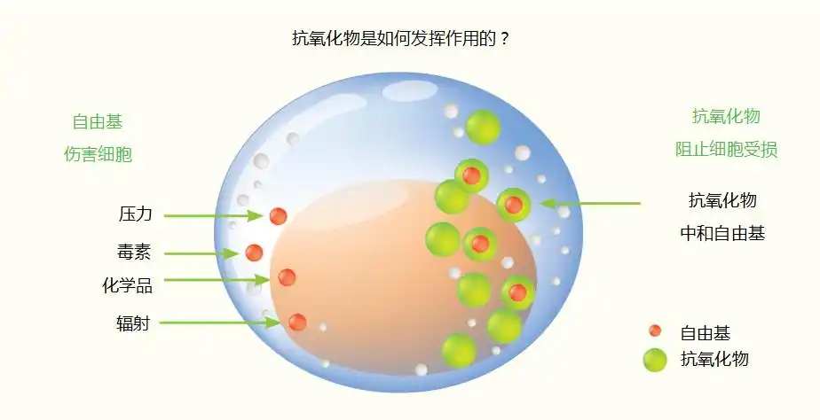 一些抗氧化物能够通过阻止化学反应的发生来阻止有害化学物质如砷和汞