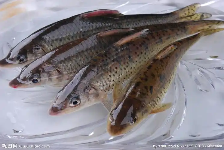 冷水竹花鱼清蒸图片