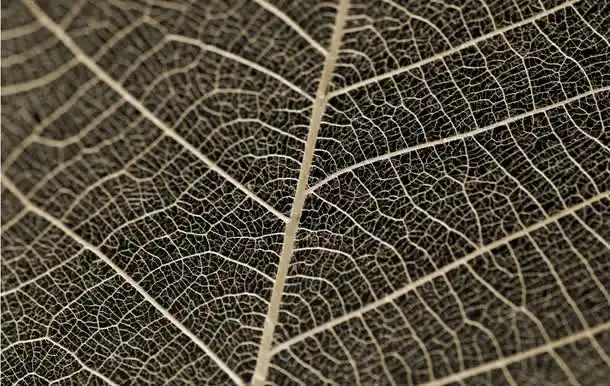 树叶 纹理 叶子细节 树叶纹理