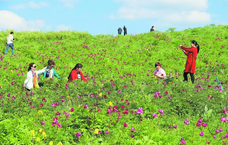 5月10日,游客在裕民县巴尔鲁克山风景区野生芍药谷踏青赏花.
