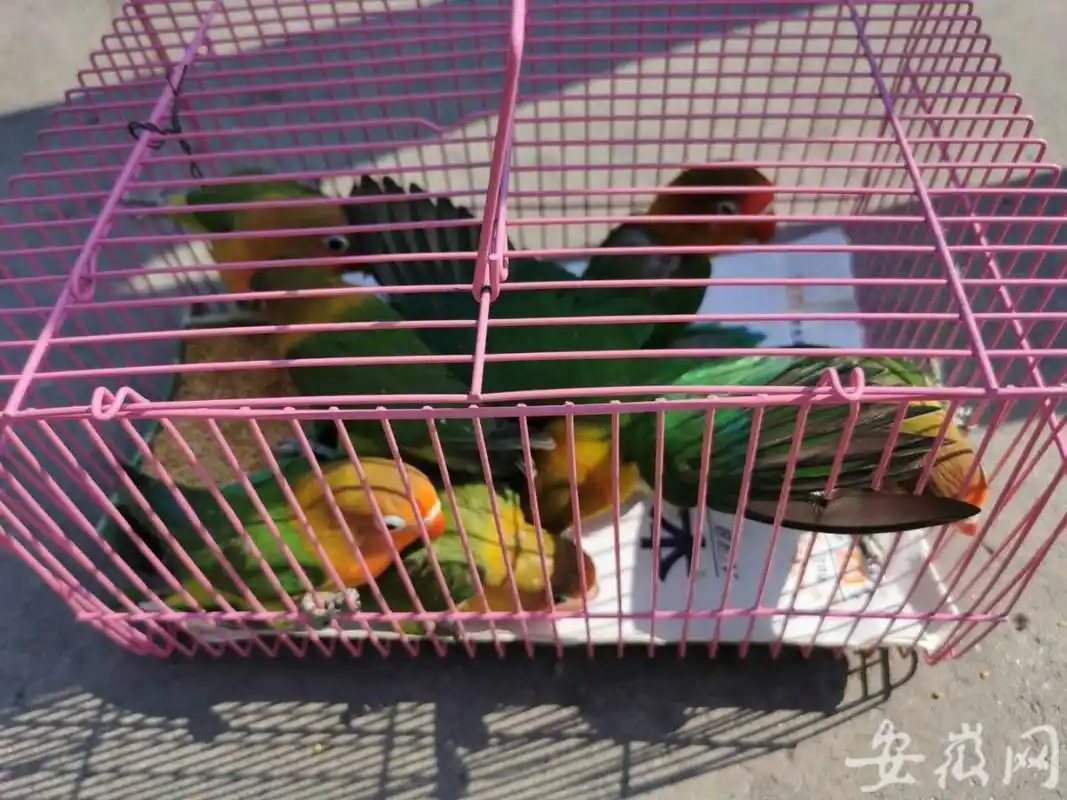 为牟利,宠物店主卖起濒危棕头牡丹鹦鹉