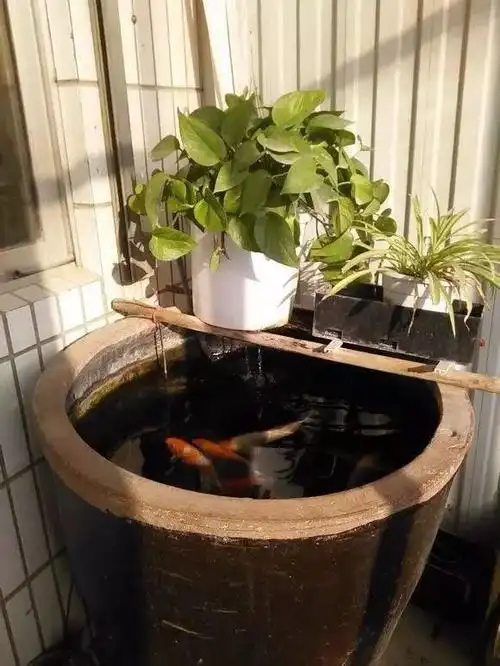 涨姿势为什么农村喜欢在瓦缸里养鱼和普通玻璃缸养鱼有什么区别