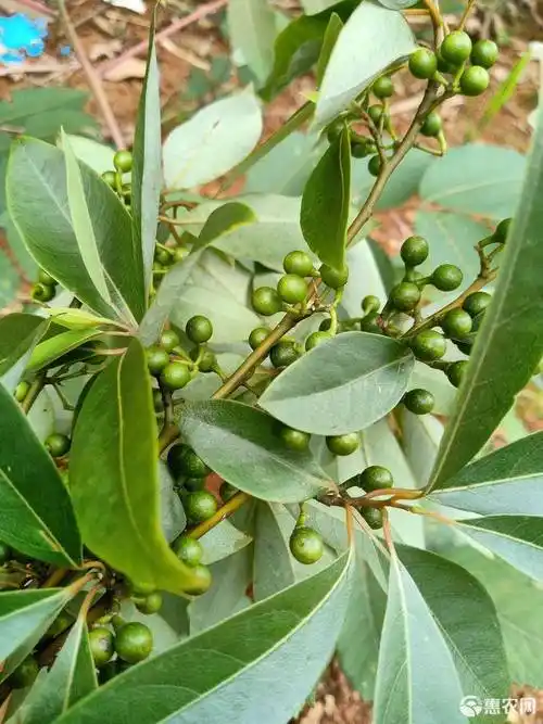 新鲜纯天然生山胡椒-山苍子