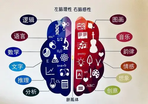 全脑功能分区图