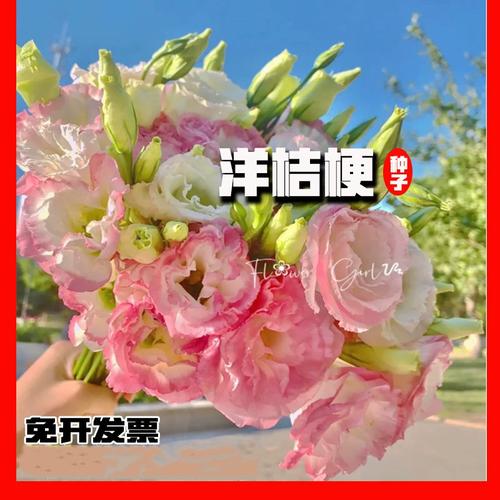 洋桔梗种子大全四季室内盆栽花卉草籽室内外开花植物花种籽