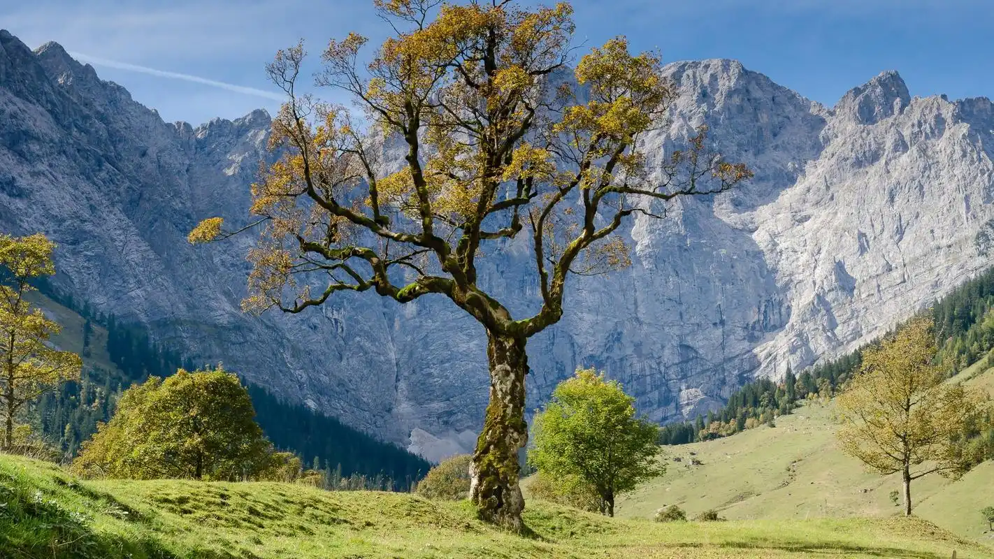 孤独的树唯美自然风景高清壁纸