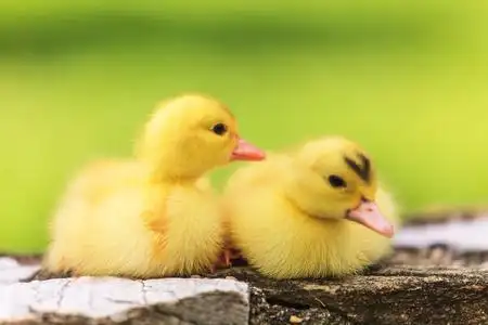 可爱的小鸭子照片