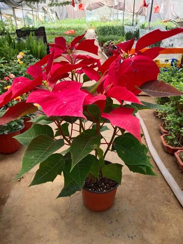 花卉盆栽一品红带花发货大红色年宵花观叶美观圣诞花室内花卉绿植
