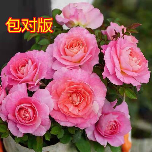 海神王阳台月季 大花微月 阳台花卉盆栽 四季开花 丰花型 包对版