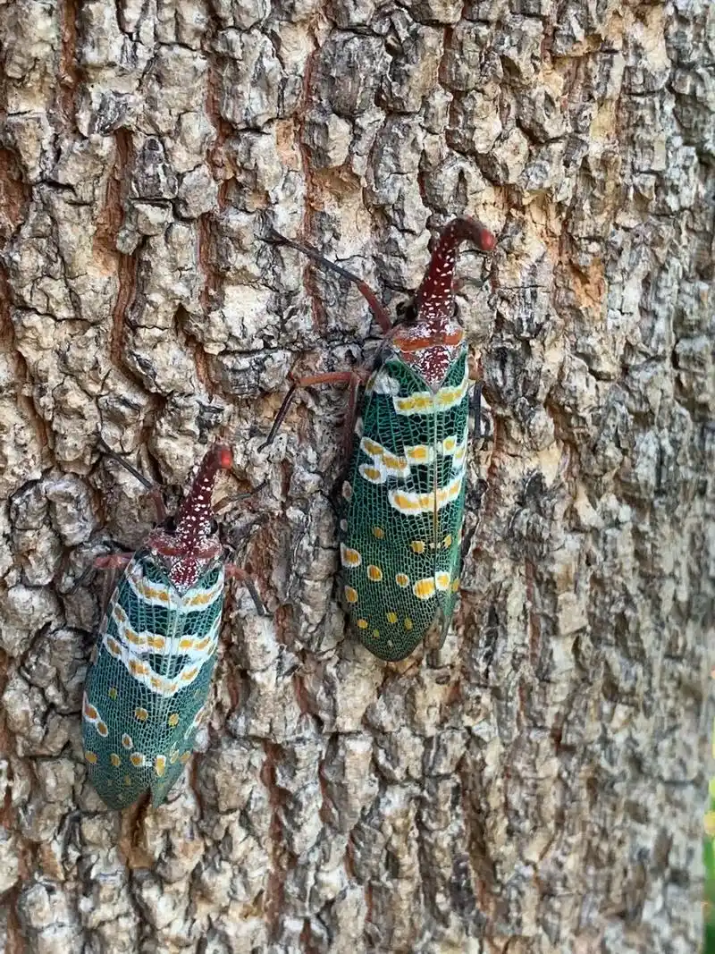 帅气的虫子.龙眼树上来了两位客人,色彩鲜艳夺目,样子也太帅了 - 抖音