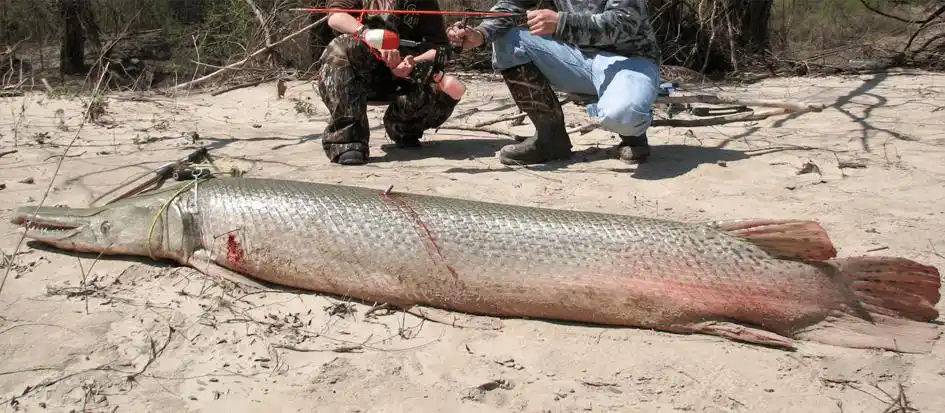 01物种学名:镜鲤别名或俗名:散鳞镜鲤,三道鳞,铁背鱼原产地:欧洲主要