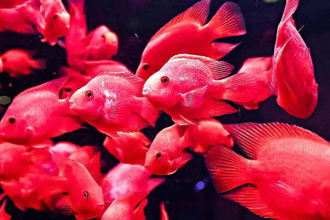 发财鱼图片_图片大全