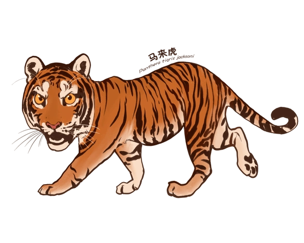 华南虎,苏门答腊虎目前虎现存6个亚种还有着很强的咬合力有敏锐的听力