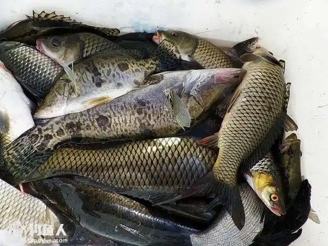 大湖野钓花鲹水底可见小鱼上钩误被当饵追食