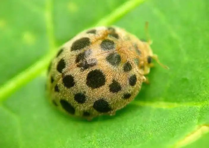 blank" href="/item/茄二十八星瓢虫/10681833" data