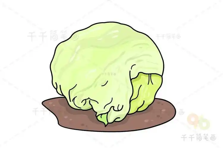 圆生菜简笔画如何画