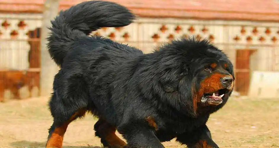 近十年最大的泡沫:曾经一只4000万,如今便宜到成为饭馆菜品_藏獒_这一