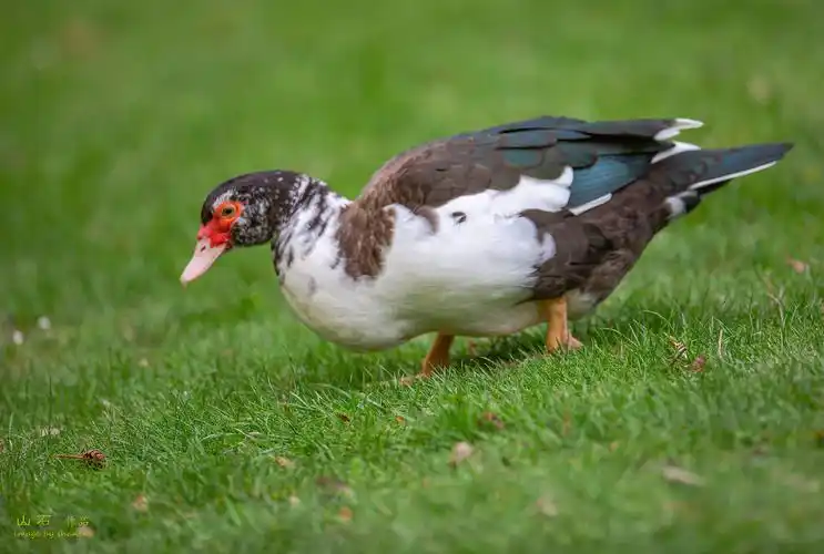 澳大利亚,新西兰春日之旅(七)