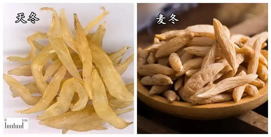 天冬和麦冬虽同属补阴药,但却是不同的两种中药.