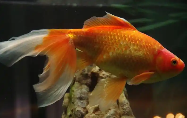 长鳍锦鲤美图欣赏