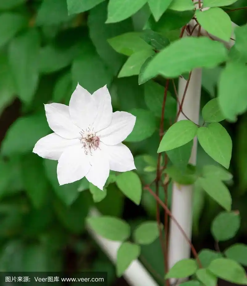 美丽的白色铁线莲花