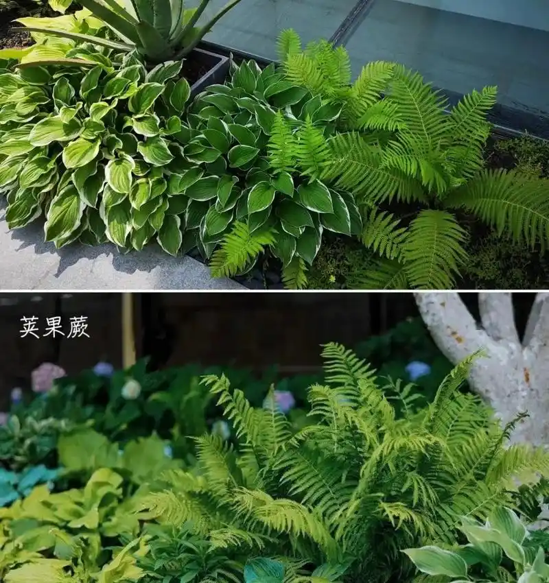 分享几款极耐阴耐寒林荫地被植物.#私家花园设计 #花园生活  - 抖音