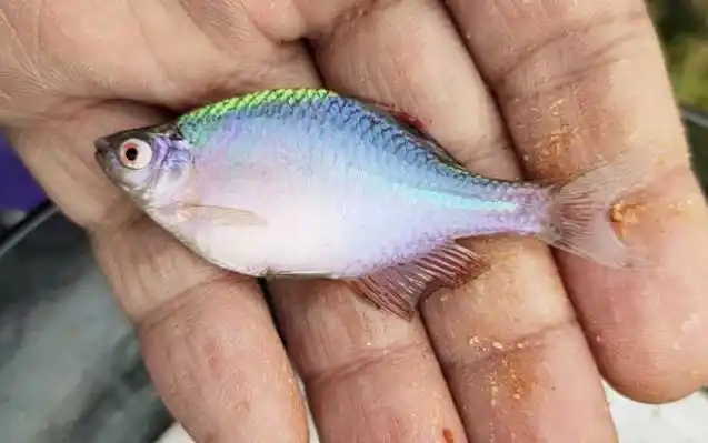 厘米,最大个体可达15厘米以上,但种类不同鳑鲏鱼的个体大小也各不相同