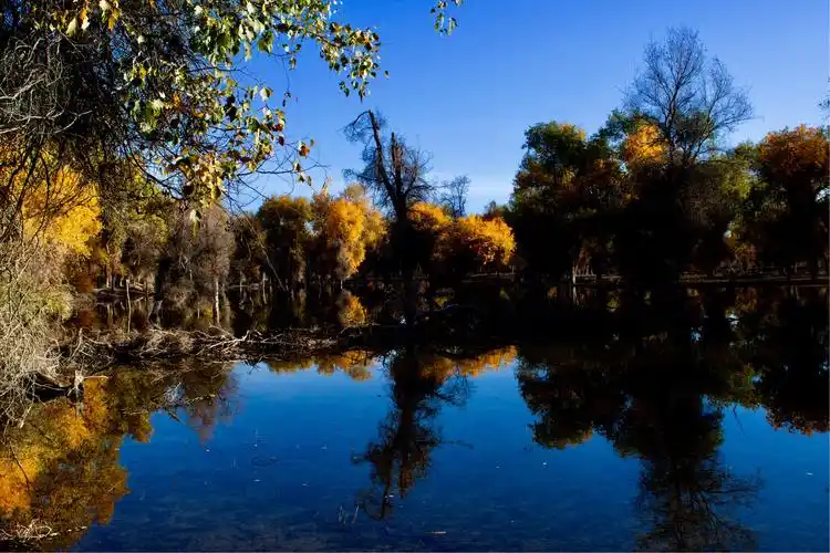 新疆巴州轮台县塔里木河流域的胡杨林