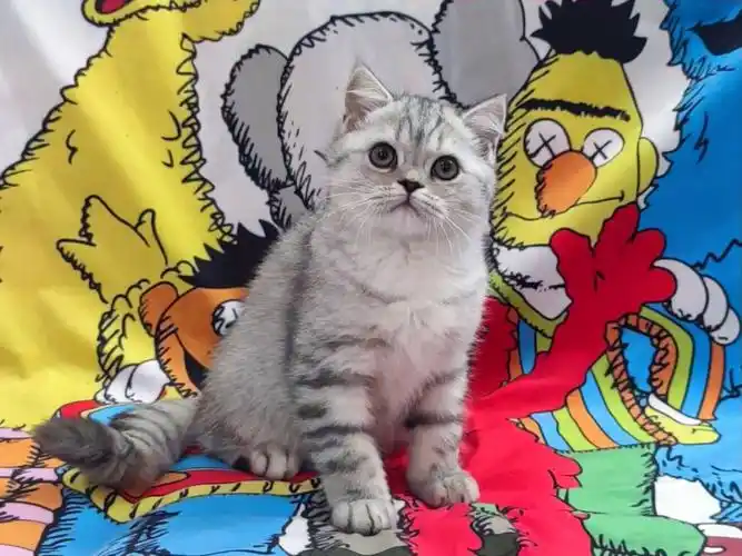 银虎斑渐层弟弟 胖虎一枚