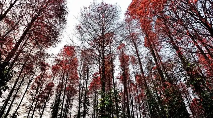 红杉中文名称:红杉树国家公园英文名称:redwoodnationalpark国家:美国