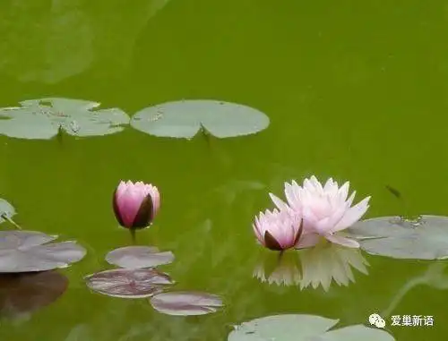 雨中浮萍 ‖作者-品味人生