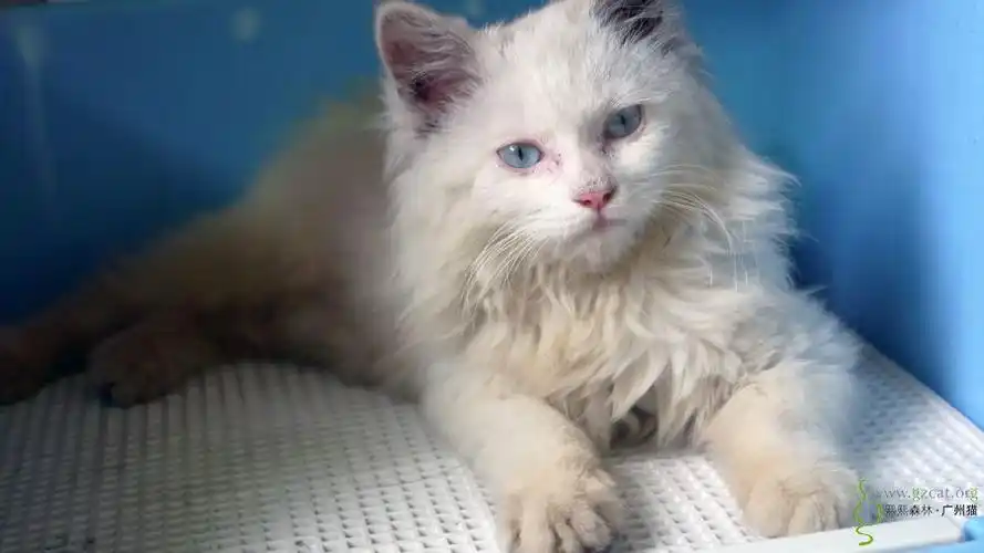 长毛蓝眼睛白小猫求靠谱爸妈