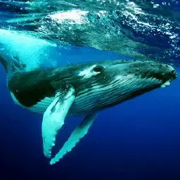 座头鲸thehumpbackwhalesv102
