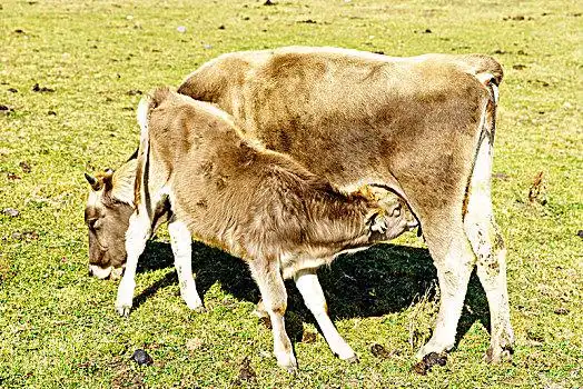 母牛哺乳小牛