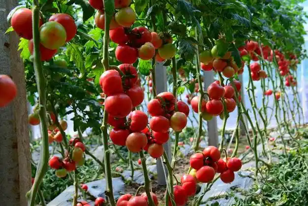 临沂市郯城县:"订单"西红柿种出好"钱"景