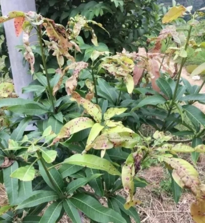 危害新梢的芒果叶瘿蚊,隐患大,防治需及时!