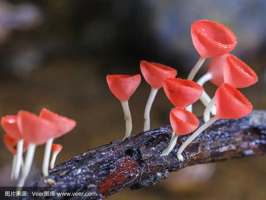 美丽的粉红色蘑菇或香槟蘑菇在热带雨林,泰国