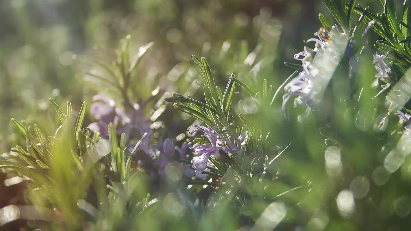 迷迭香花图片素材高清电脑桌面壁纸_植物壁纸_壁纸下载_美桌网