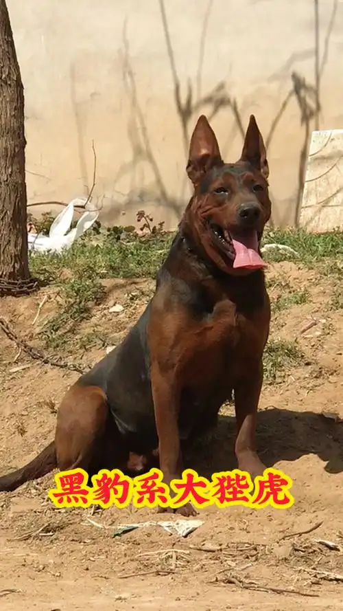 莱州红犬#中国红犬#狗狗#热门#犬伴一生