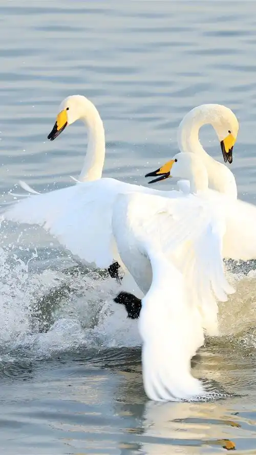 三只白天鹅在湖中,水溅 4k
