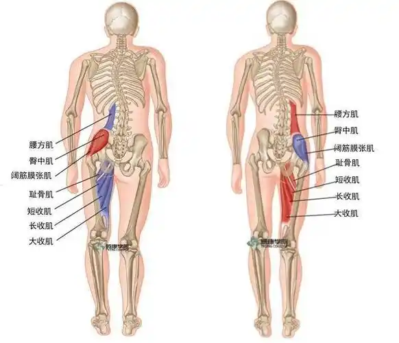 两腿不等长与过度外翻对臀大肌的影响