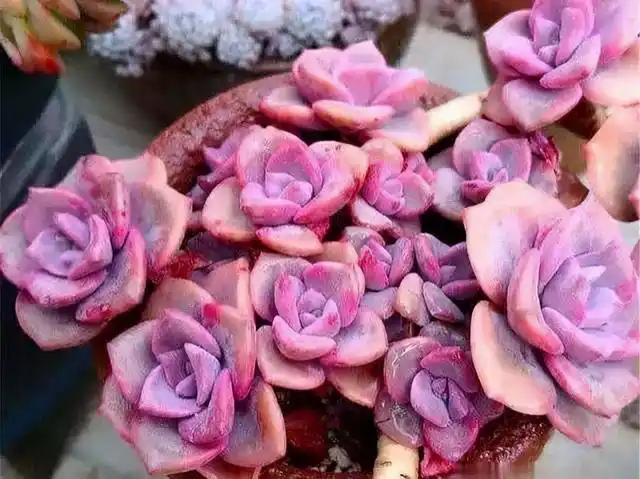 彩虹糖多肉(彩虹糖多肉叶子很软)_植物知识网