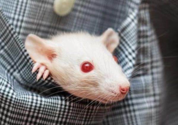 mice翻译成中文是什么?_360问答