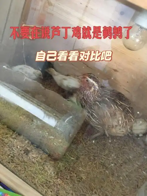就得换发酵床90芦丁养20多只一笼一个月不换发酵床都不会臭鹌鹑叫声