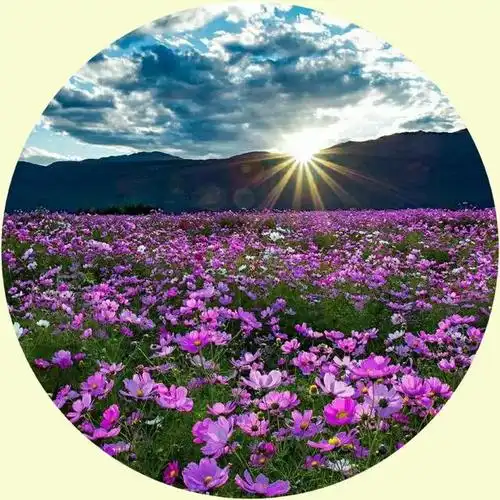 微信头像:花草树木,山川河流,美丽的大自然,养眼的风景