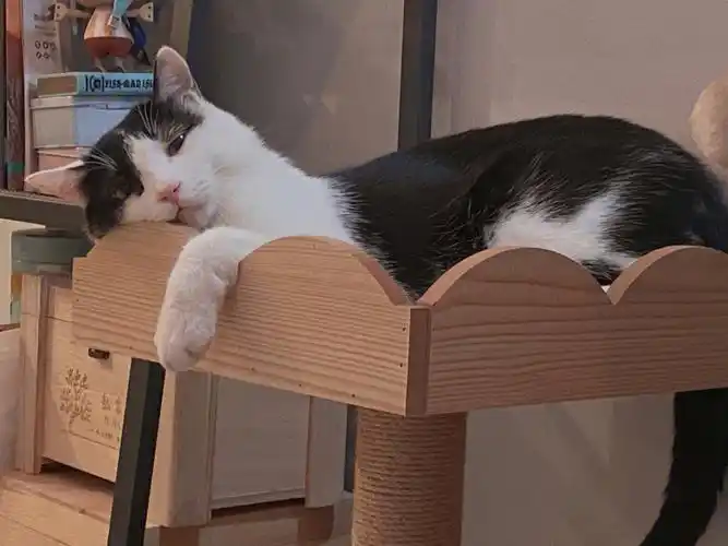 萌化亿万少女的小可爱猫咪今日的委屈