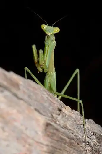 p>澳洲芽翅螳螂是澳洲分布最多的螳螂,雌性是不能飞行的,因为它们的
