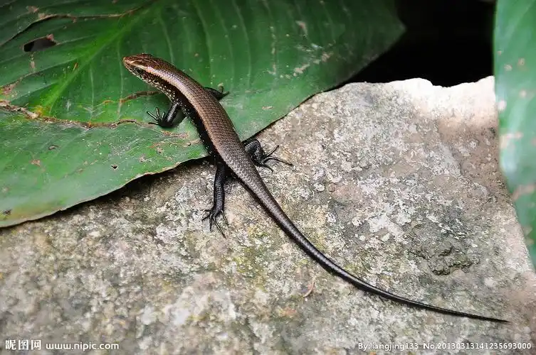 展开全部 四脚蛇,俗称石龙子